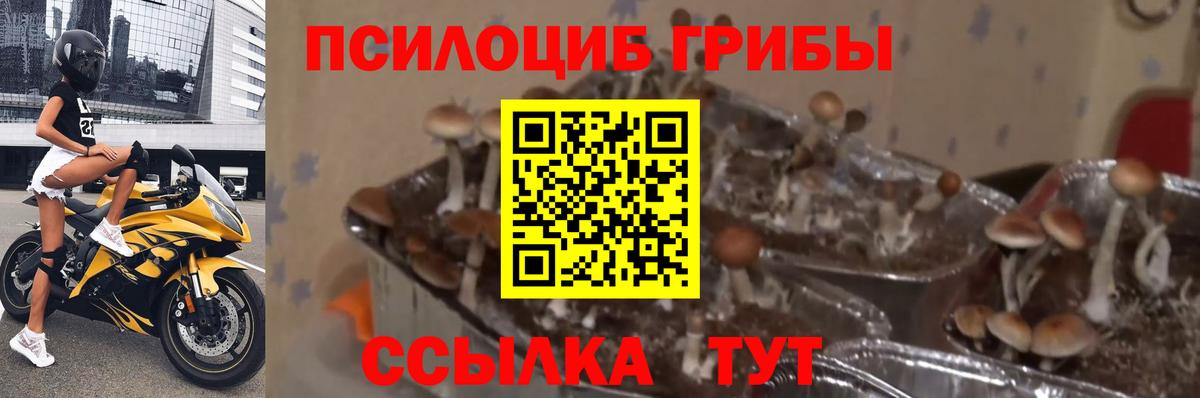 Псилоцибиновые грибы прущие грибы  Лесной 